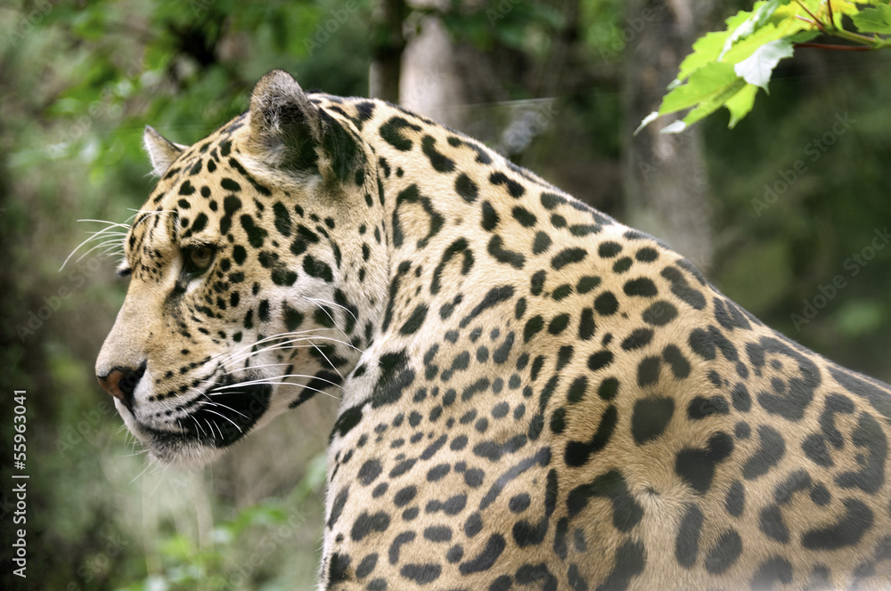 leopard leopard