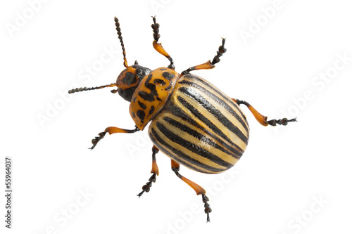 Obraz na płótnie Colorado beetle w salonie