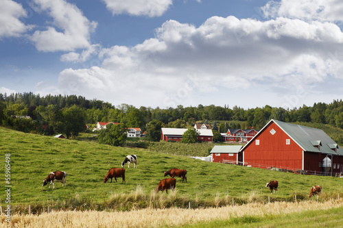 old rural country-side with red farms and cattle