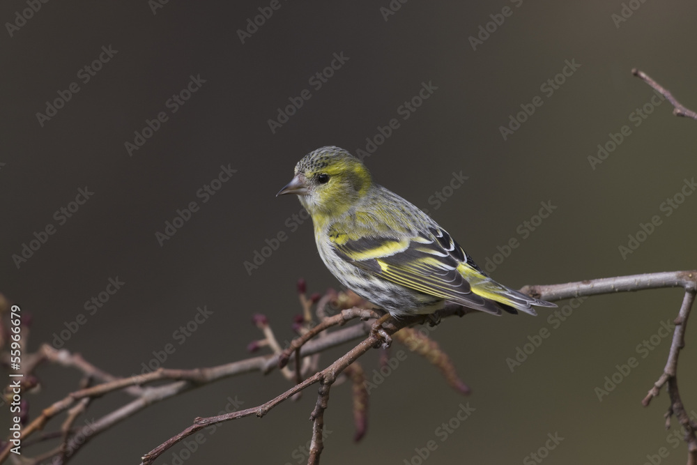 Siskin, Carduelis spinus Siskin, Carduelis spinus