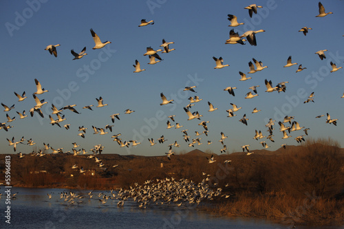 Snow goose, Anser caerulescens