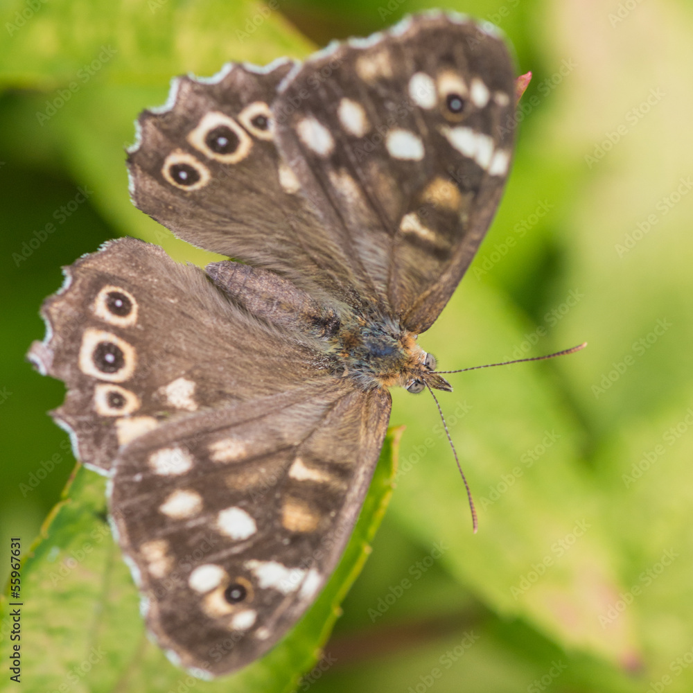 Obraz premium Spotted