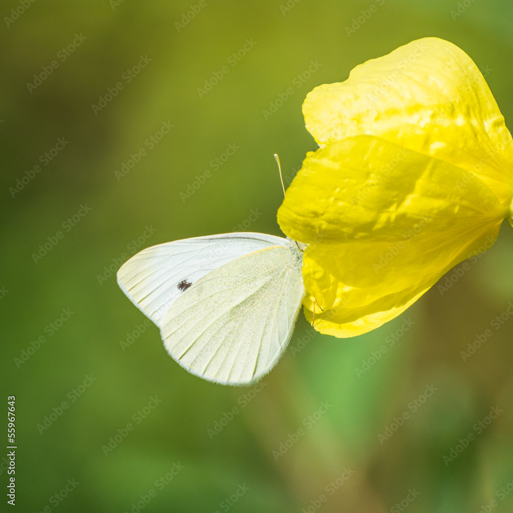 Fototapeta premium Inside View