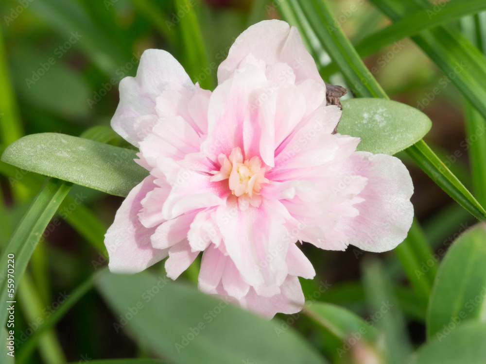 Fototapeta premium pink flower