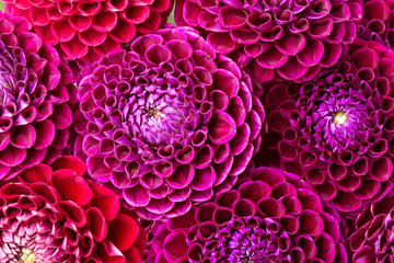 Keuken achterwand Dahlia Dahlia in zachte bloemtinten  © dimakp