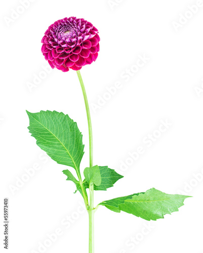 Fototapeta Naklejka Na Ścianę i Meble -  dahlia