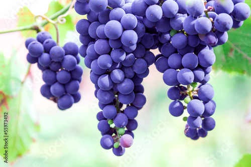 grapes