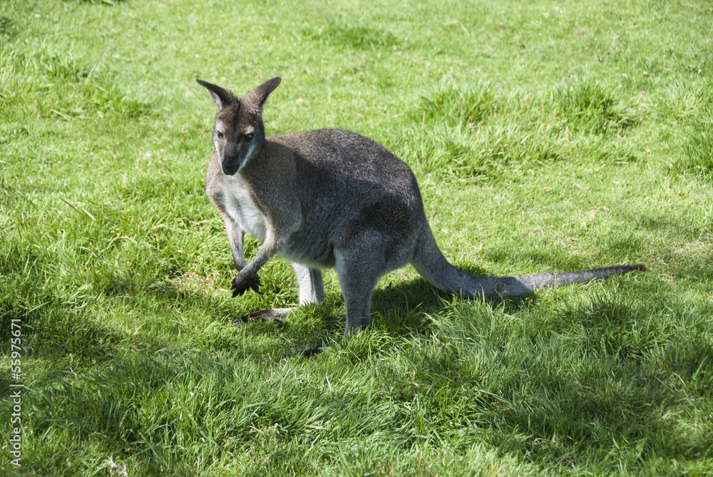 A Wallaby (Macropus Agilis) standing on grassland A Wallaby (Macropus Agilis) standing on grassland