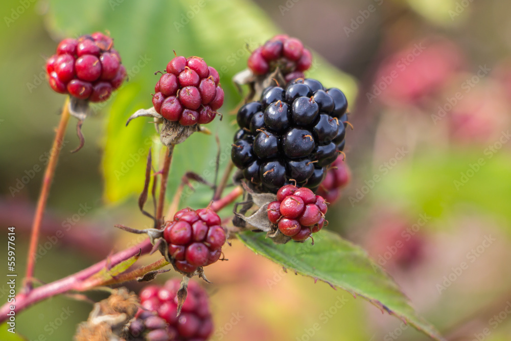 Ripe blackberries Ripe blackberries
