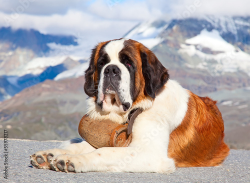 Φωτογραφία St. Bernard Dog