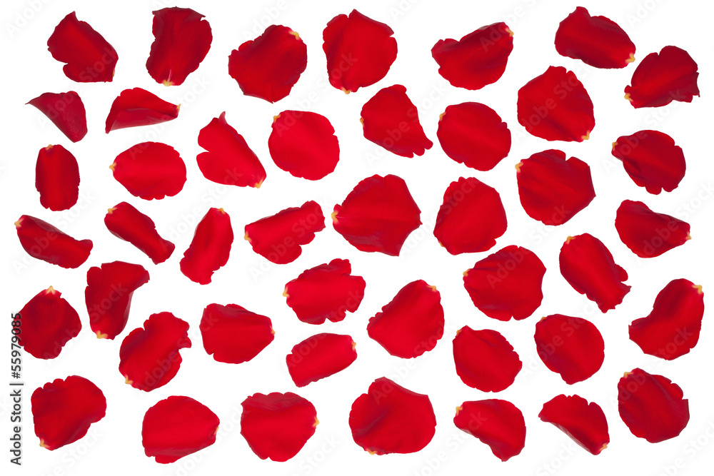 Red rose petals. - obrazy, fototapety, plakaty 