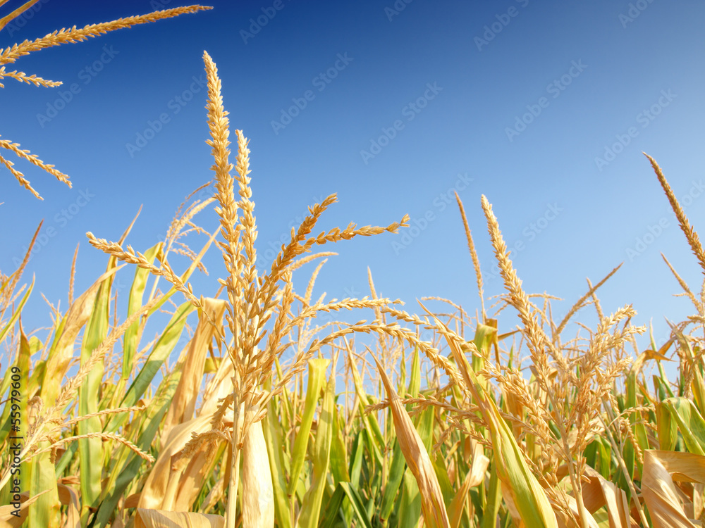 Fototapeta premium Corn flowers and sky