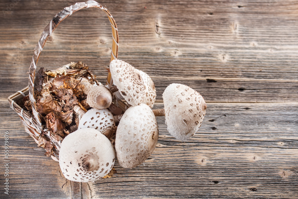 Parasol mushroom Parasol mushroom