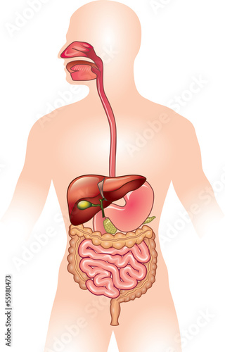 Fotografie, Obraz Human digestive system vector illustration