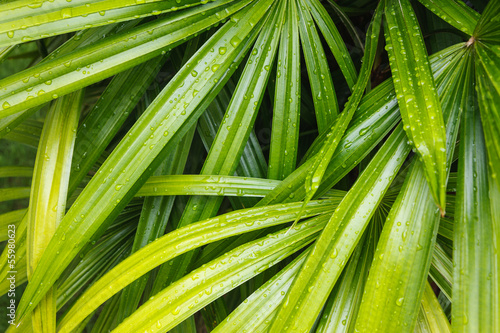 bamboo palm leaves
