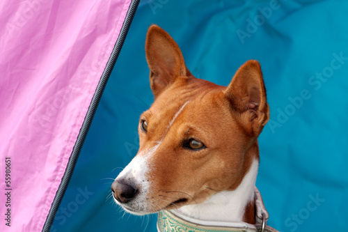 Head of an alert red & white hound photo