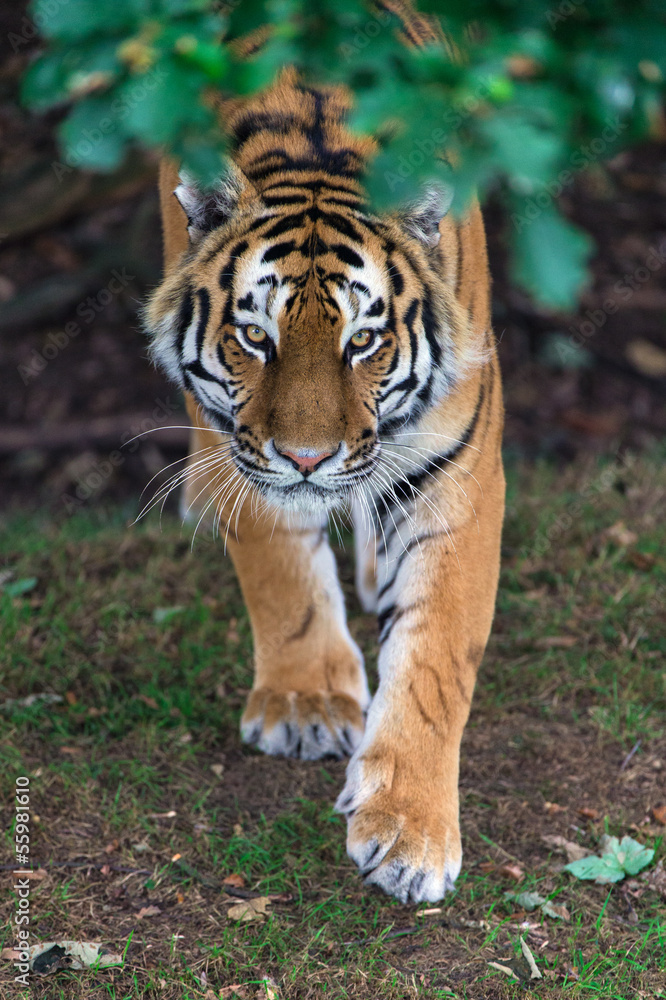 Obraz premium Siberian Tiger
