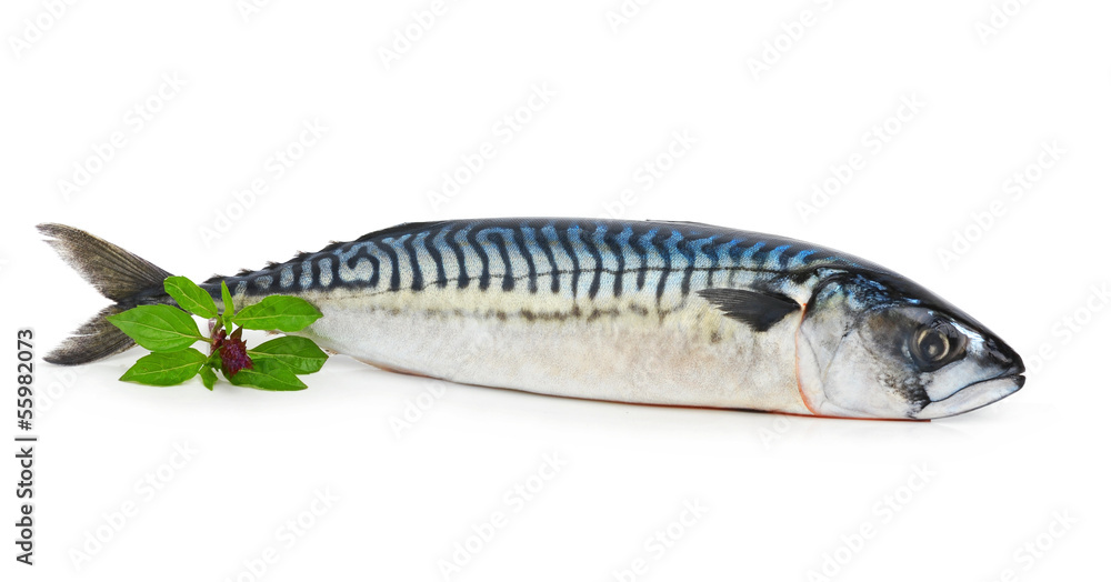 Fresh mackerel fish decorated with basil twig Fresh mackerel fish decorated with basil twig