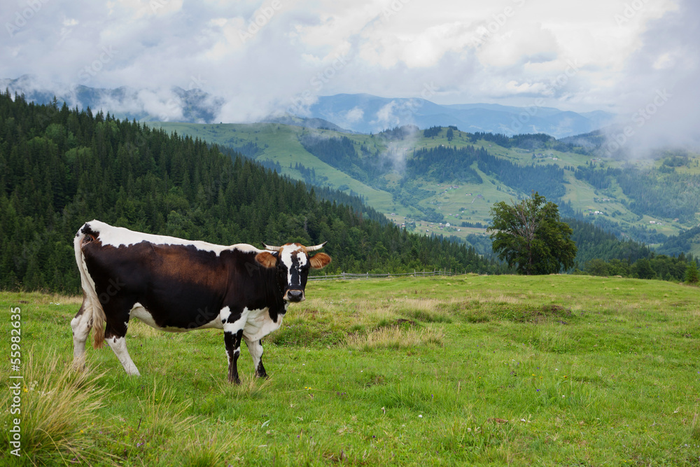 Cow on the pasture