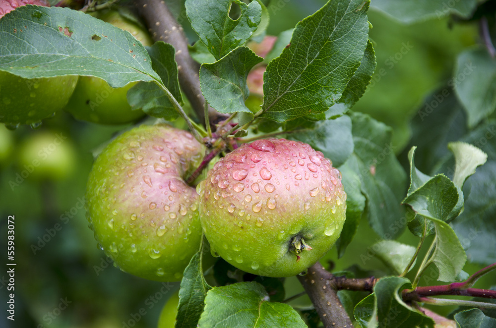 two dewy fresh apple on tree branch in garden two dewy fresh apple on tree branch in garden