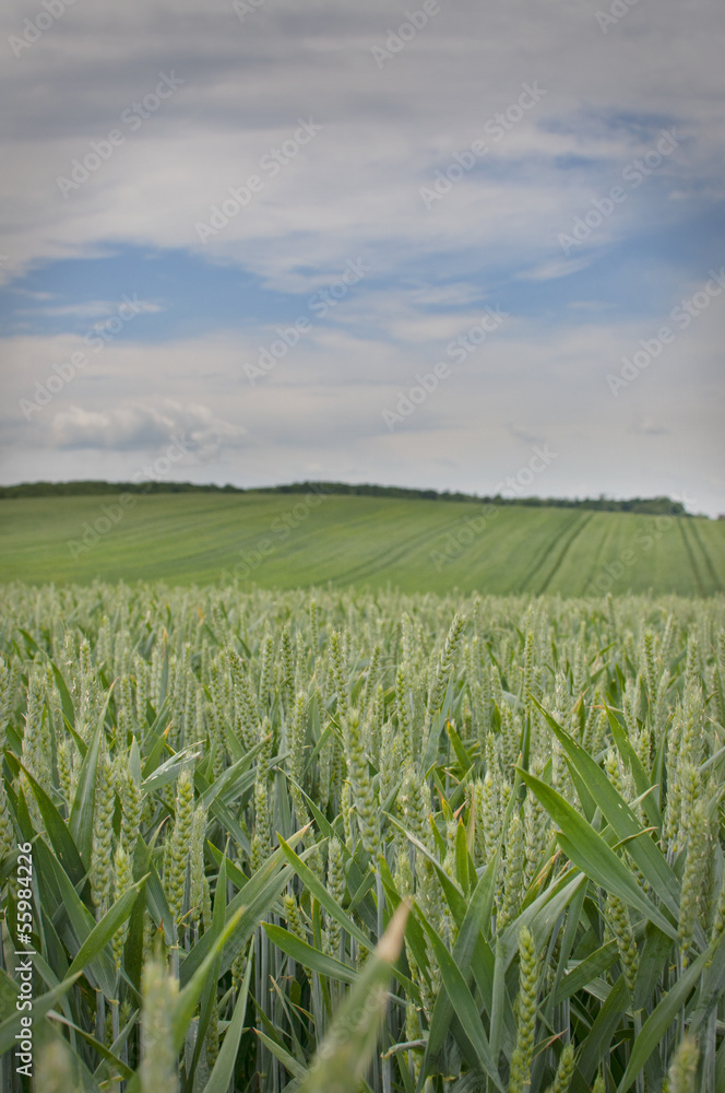 Wheat field in day time Wheat field in day time