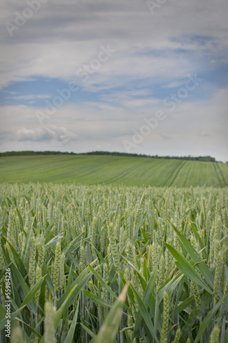 Wheat field in day time