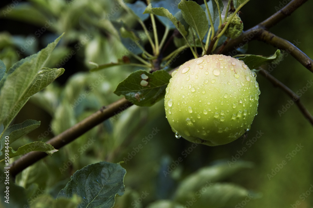 Apple on tree and dew droplets Apple on tree and dew droplets