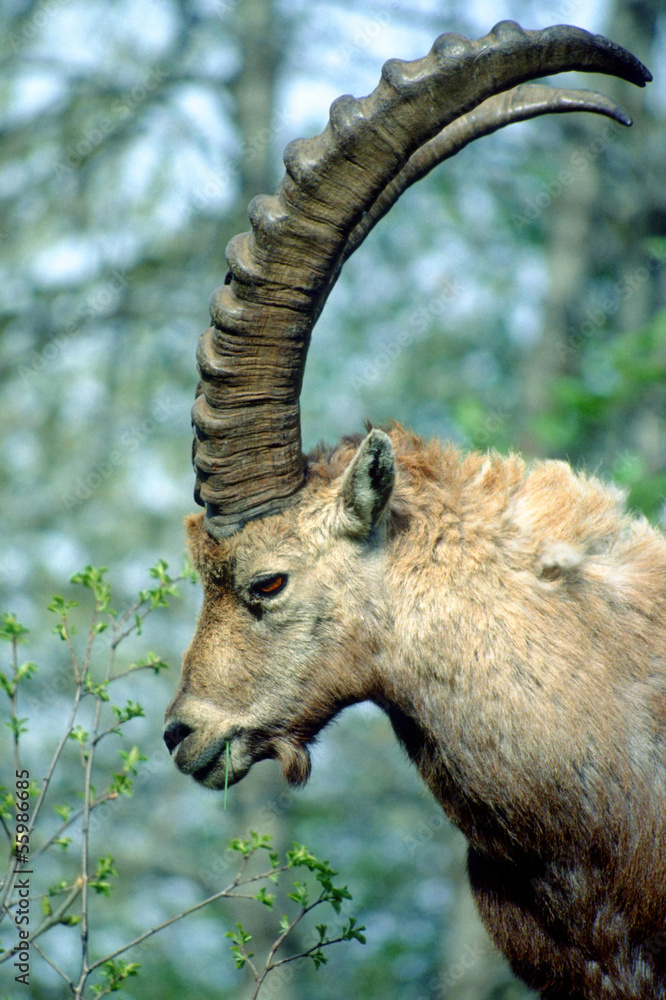 Close up of an ibex in french alps