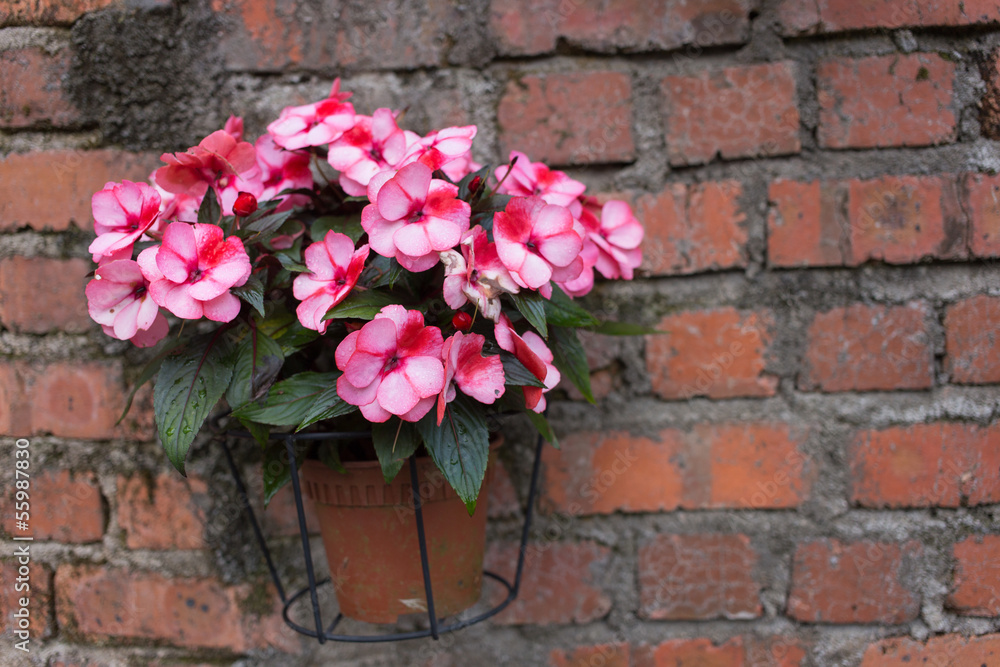 pink flower in pot on brick wall