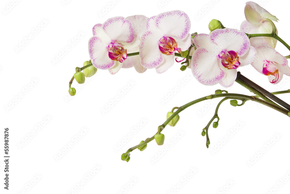 orchid isolated on white background orchid isolated on white background