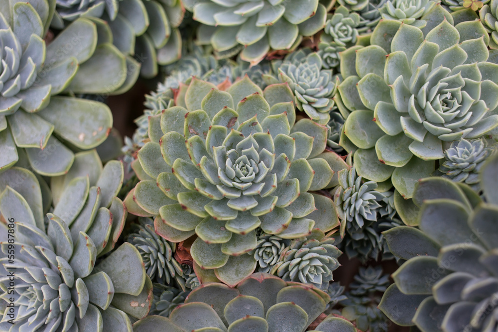 American Kalanchoe American Kalanchoe