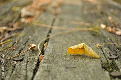 Yellow fallen leaf on old wooden table in autumn