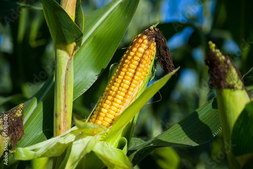 Corn cob on a field