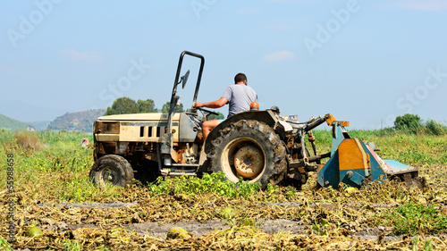 Tractor Labrando Un Huerto. Valencia. Espa  a