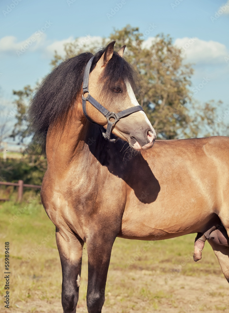 Fototapeta premium Beautiful buckskin stallion welsh pony