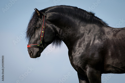 Horse portrait on the sky background, Lithuanian horse.