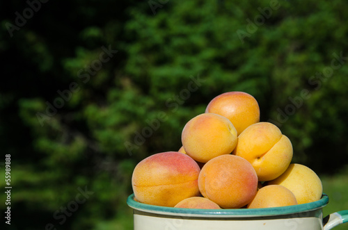 Apricots closeup
