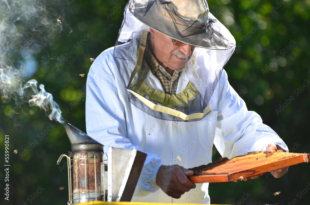 Doświadczony pszczelarz podczas inspekcji jesiennej w pasiece Stock ...