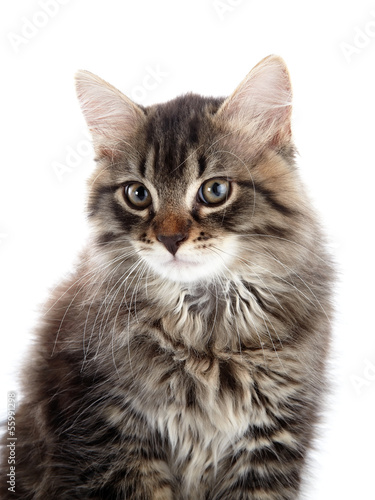 Portrait of a striped kitten © Azaliya (Elya Vatel)