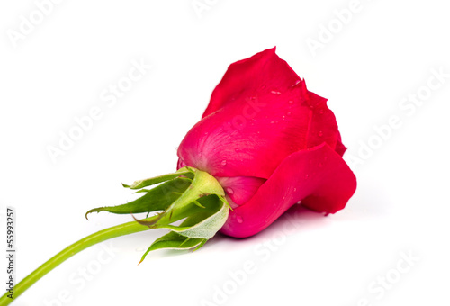 Beautiful blomming red rose.