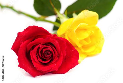 Beautiful blomming red and yellow  rose.
