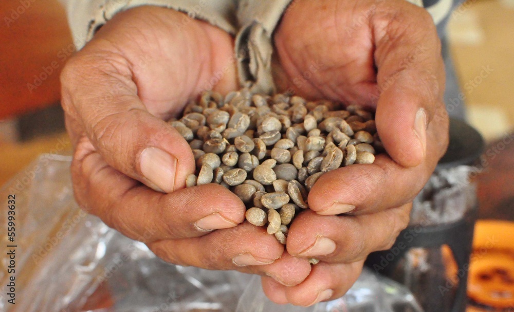Arabica green beans in hands Arabica green beans in hands
