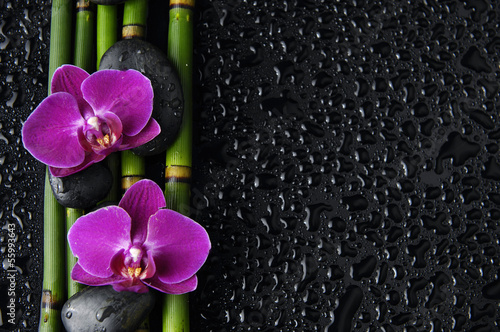 orchid and zen stones and thin bamboo grove on wet
