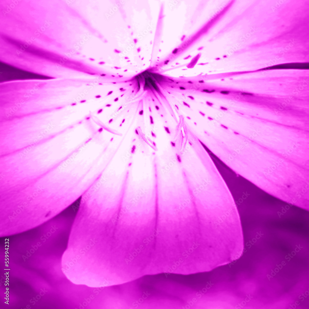 Obraz premium pink flower