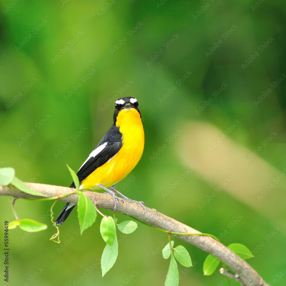 Yellow-rumped Flycatcher bird Yellow-rumped Flycatcher bird