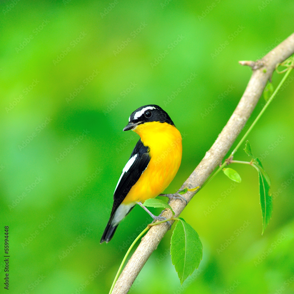 Obraz premium Yellow-rumped Flycatcher bird