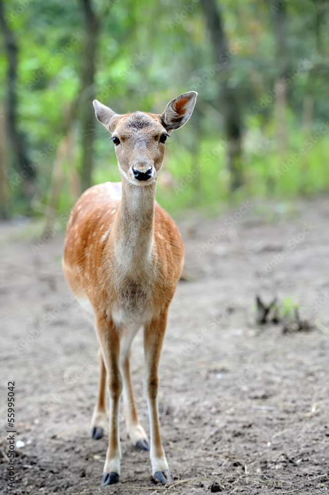 Fallow deer Fallow deer