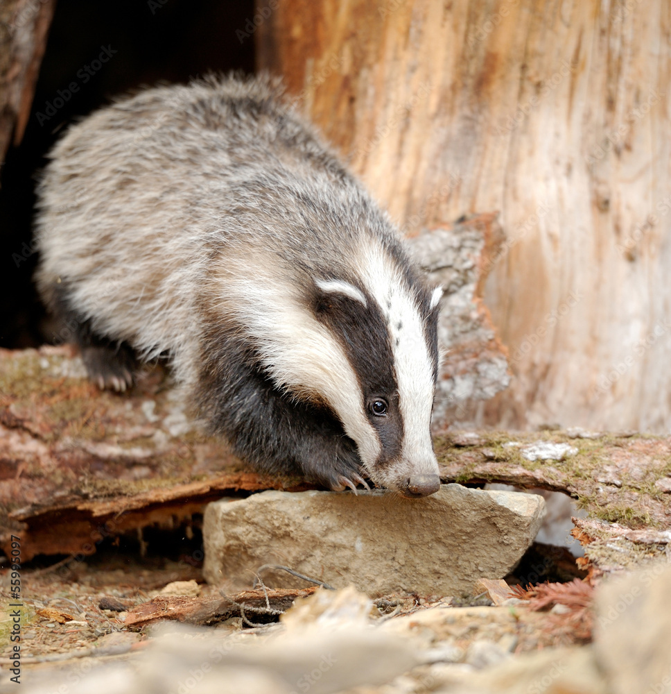 Badger Badger