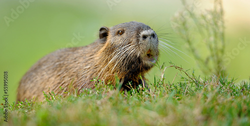 Tableau sur toile The muskrat (Ondatra zibethicus)