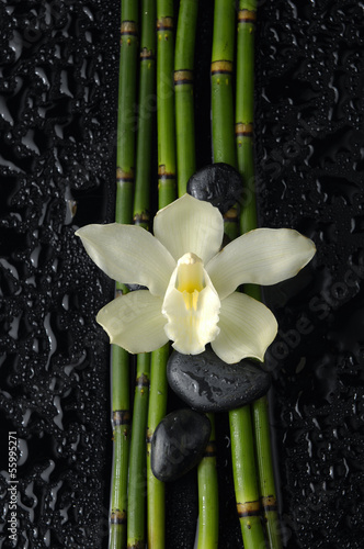 orchid and black stones and thin bamboo grove on wet background